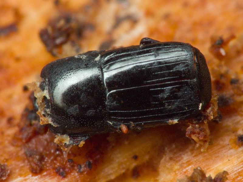 Cylister elongatus (Thunberg, 1787)